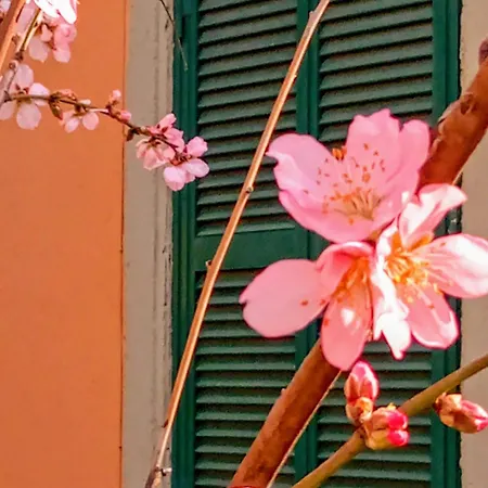 Antico Gelso Roma-3